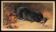 Tobacco Card, Doncella