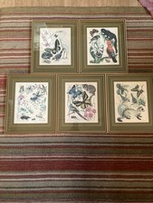 Marjorie Blamey  Signed Prints