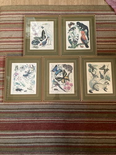 Marjorie blamey signed - marjorie, prints