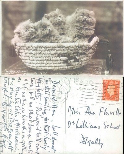 Persian kittens basket - kittens,