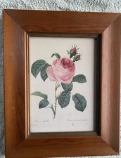 2 framed Pierre-Joseph Redoute