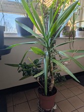 Yucca elephantipes /spineless