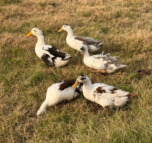 Assorted duck hatching - 10+2,