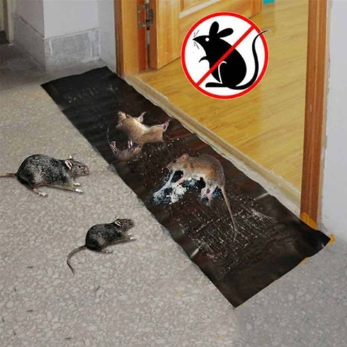 Large size mice mouse - mice, rodent
