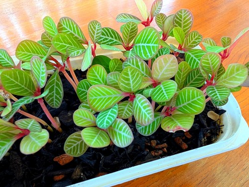 Madagascar jewel small - jewel,