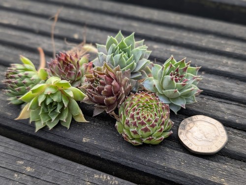 Sempervivum chicks mixed - ,