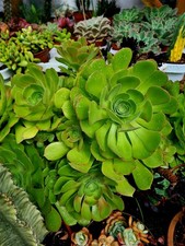Aeonium Blushing Beauty LARGE