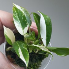 VERY RARE! Philodendron Wend