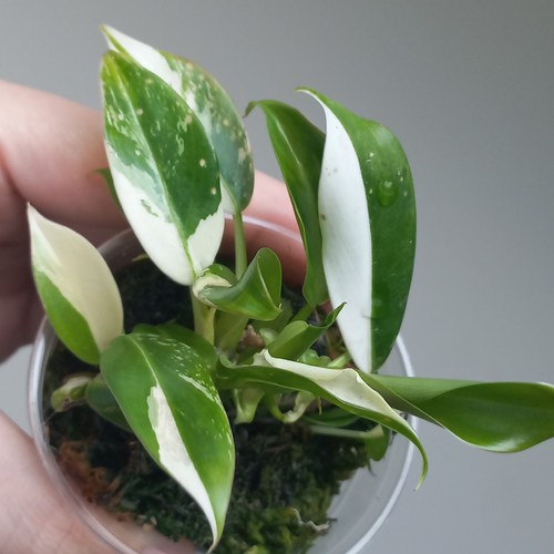 Very rare philodendron - philodendron, wend