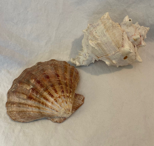 Large sea shell lot beach - shell, of