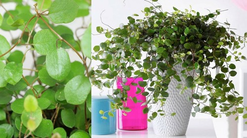 Maidenhair vine plant - vine,