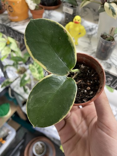 Hoya australis blondie - hoya,