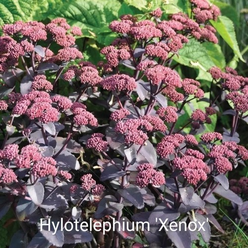 Hylotelephium xenox syn - hylotelephium, (syn