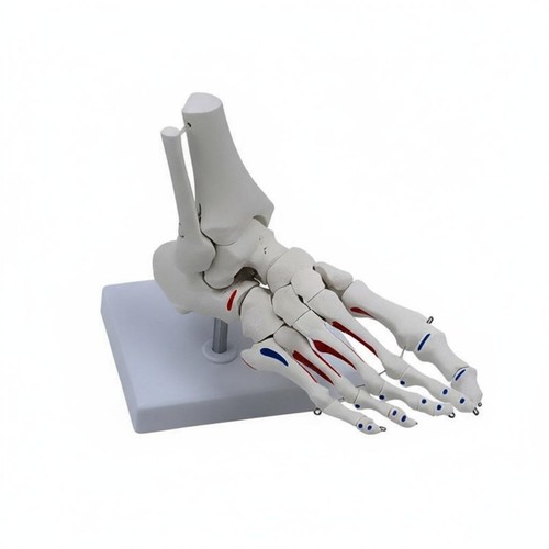 Anatomical joint model - joint,