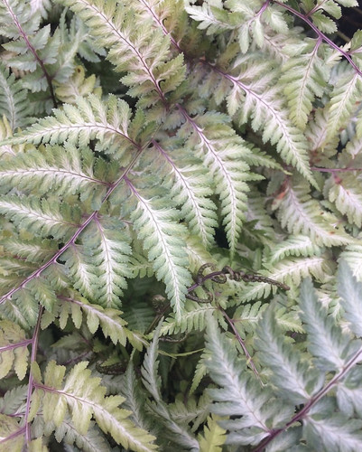 Athyrium niponicum metallicum