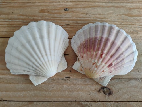 Pair scallop clam - pair,