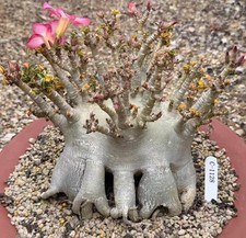 Rare cacti plant - cacti, adenium