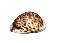 Vintage Natural Sea Shell