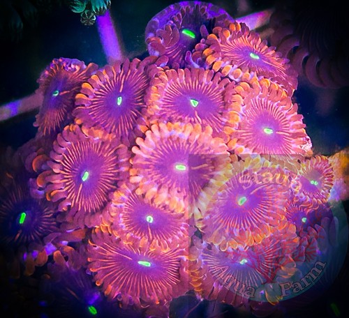 Saf people eater - saf~people, zoanthid