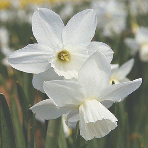 Daffodil cornish niveth white - cornish,