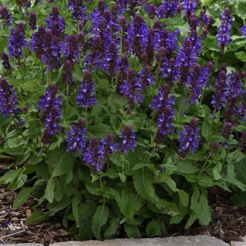 Salvia blue marvel jumbo - salvia,