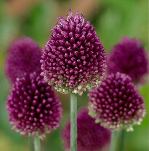 Allium sphaerocephalon - allium,