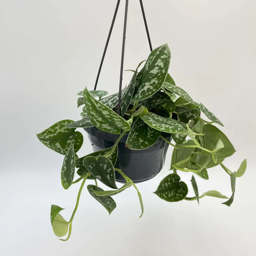Satin pothos scindapsus pictus - pothos,