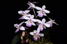 Rare Phalaenopsis lindenii