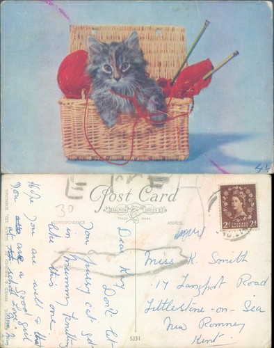 Kitten basket with - a,