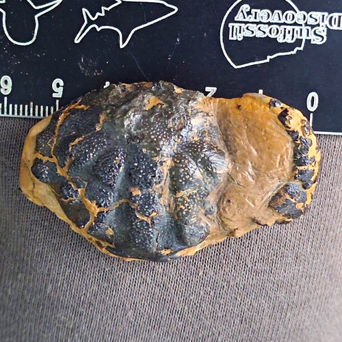 Zanthopsis leachii crab fossil - zanthopsis,
