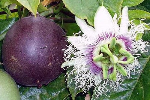 Passion fruit seeds - passion,