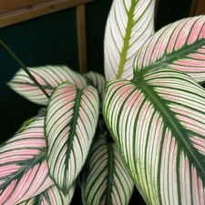 Calathea Majestica Princeps