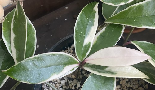 Hoya carnosa krimson queen - hoya, queen'