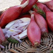 RED TORPEDO ONION ROSA UNIQUE SHAPE LESS WASTE EXCELLENT KEEPER 500+ FRESH SEEDS