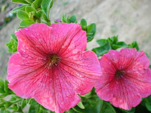 Petunia nana compacta - petunia, of