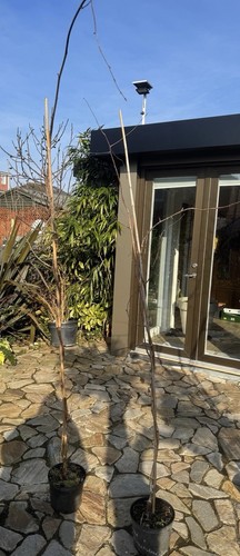 Betula utilis doorenbos - utilis, ‘doorenbos’