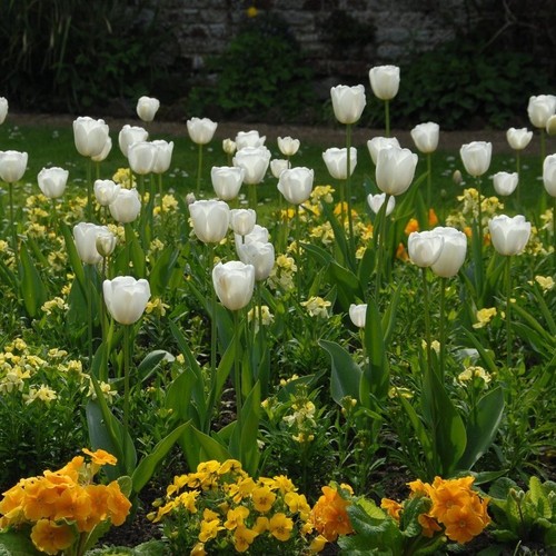 Triumph tulip white dream 30 - tulip,