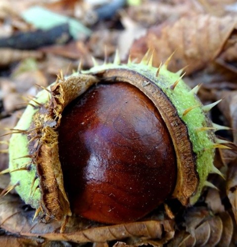 Conkers horse - 25,