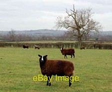 Photo 6x4 Zwartbles Sheep, near Hill, Warwickshire Broadwell/SP4565 Look c2009
