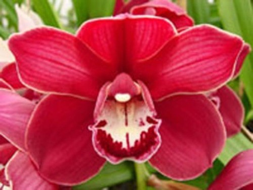 One bulb cymbidium - one, khan