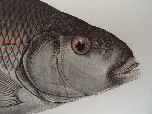 Bloch cyprinus fimbriatus - bloch,