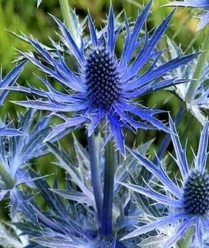 Seeds sea holly blue - seeds,
