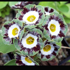 Primula Gruemer Vertiliner