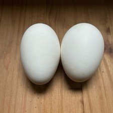 2 Goose Eggs/ Geese Eggs Blown