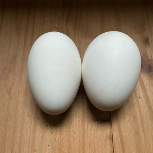 Goose eggs geese - 🪿2,