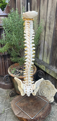 Anatomy model vintage - model,