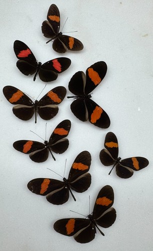 Real butterfly postman - butterfly,