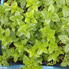 Mint Herb Plant Fresh Live in 10cm Pot Culinary Kitchen Herb Garden Mint Organic