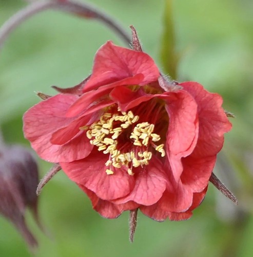 Geum rivale leonard s - geum,