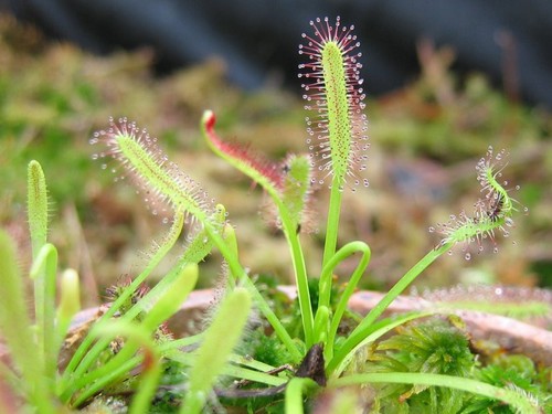 Drosera capensis standard - capensis, 'standard